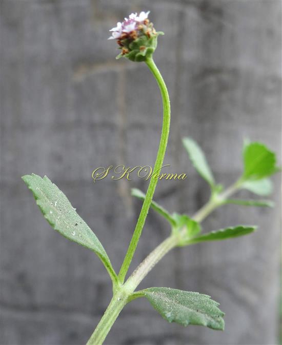  Flowering shoot
